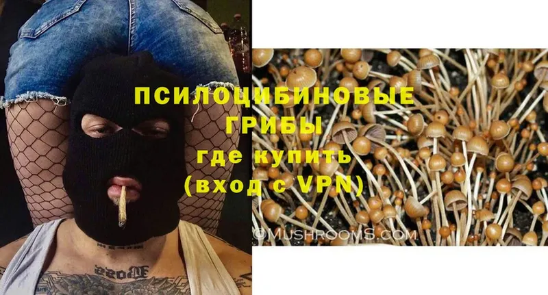 наркотики  Нестеровская  shop состав  Псилоцибиновые грибы Psilocybe 